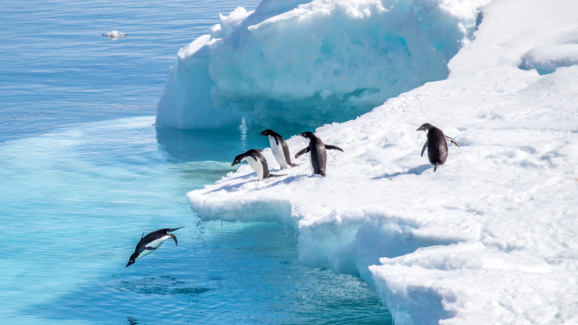 Pingvinek az Antarktiszon